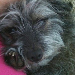 Meet your Posher, Destiny